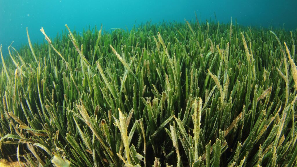 Posidonia oceánica