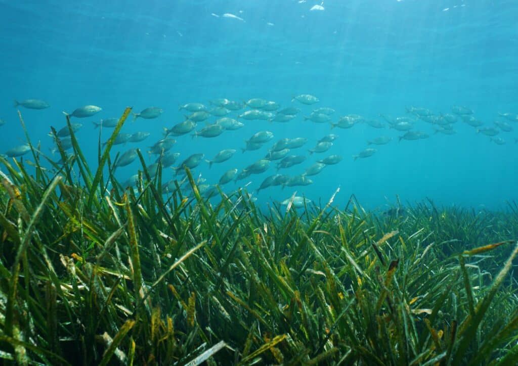Posidonia oceánica en Ibiza
