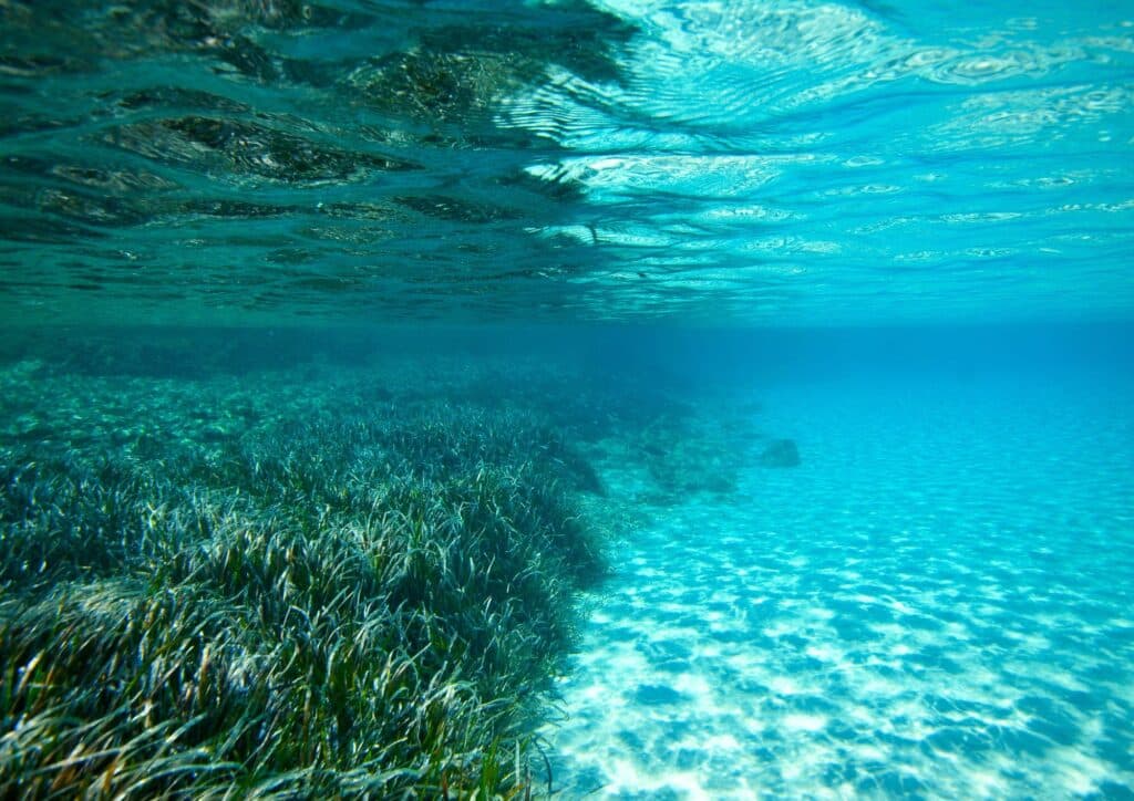 Posidonia oceánica en Ibiza