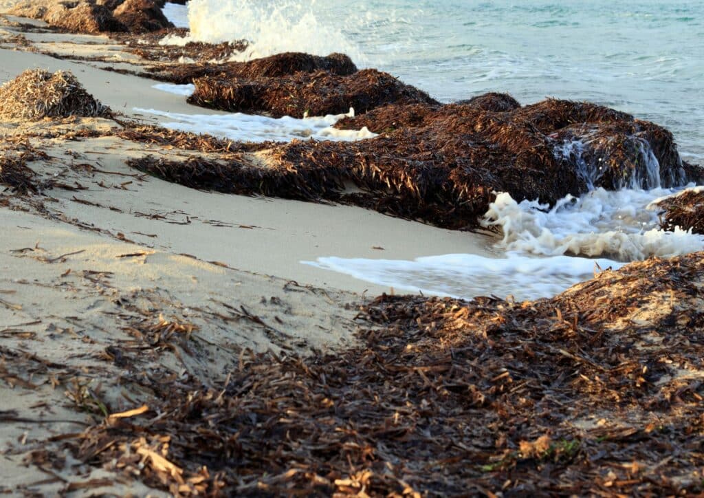 Posidonia oceánica en Ibiza