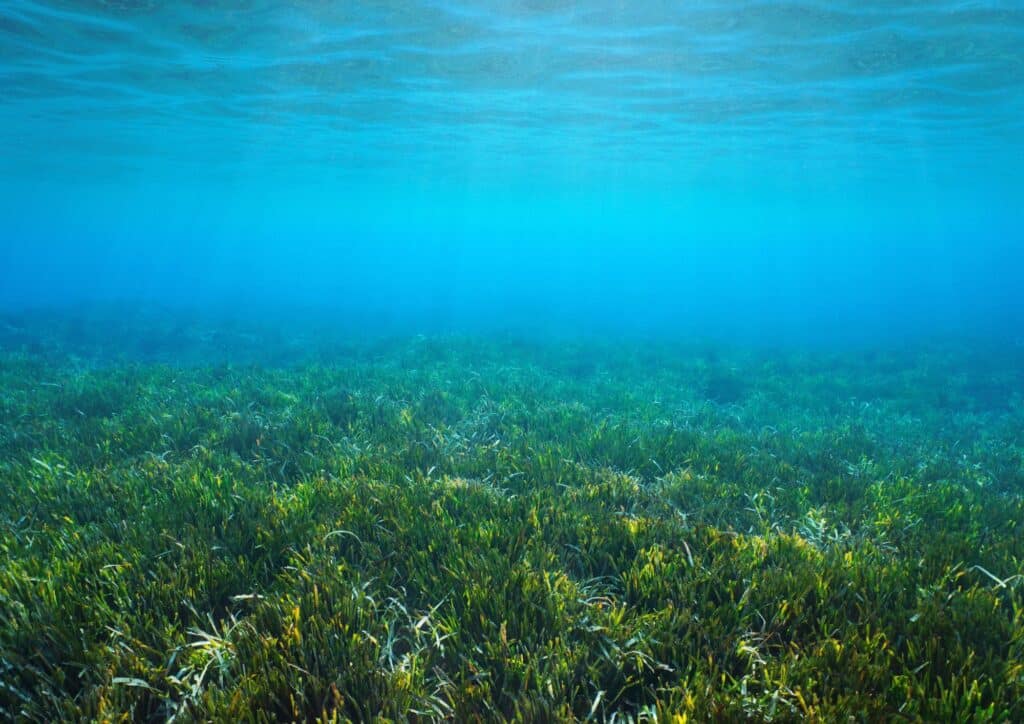 Posidonia oceánica en Ibiza