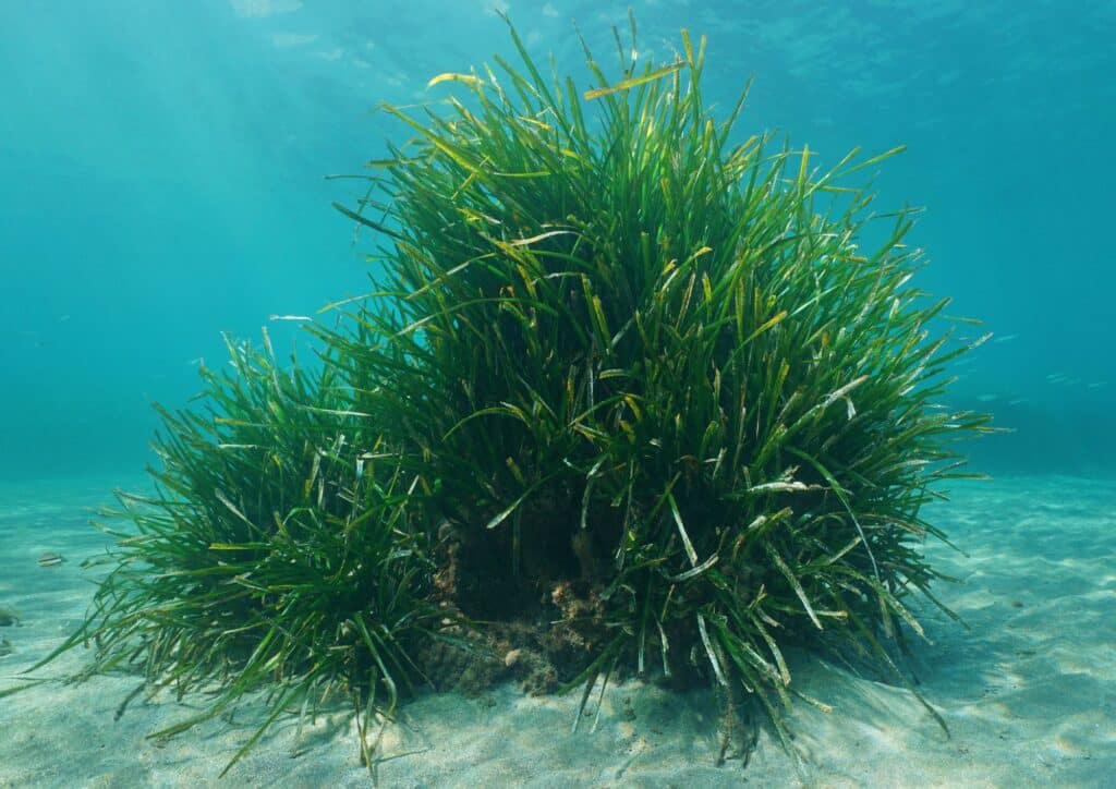 Posidonia oceánica en Ibiza
